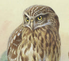 Little Owl And Scops Owl, Archibald Thorburn, Birds Print