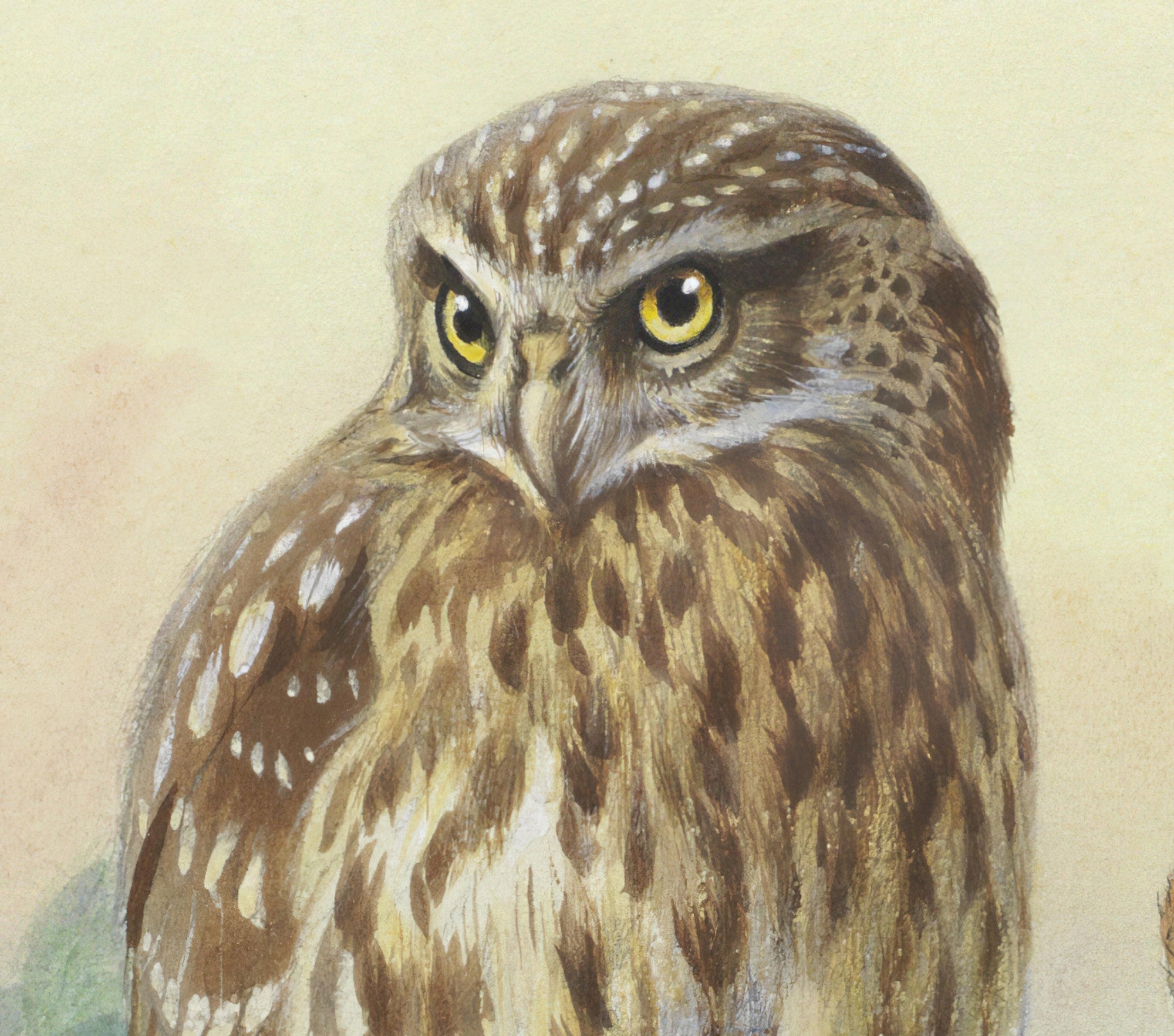Little Owl And Scops Owl, Archibald Thorburn, Birds Print