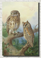 Little Owl And Scops Owl, Archibald Thorburn, Birds Print