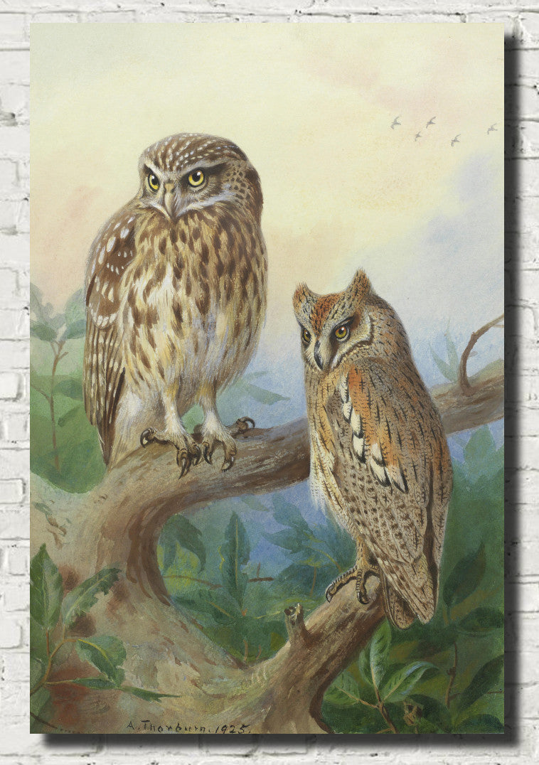Little Owl And Scops Owl, Archibald Thorburn, Birds Print