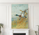 Mallard Rising, Archibald Thorburn, Birds Print