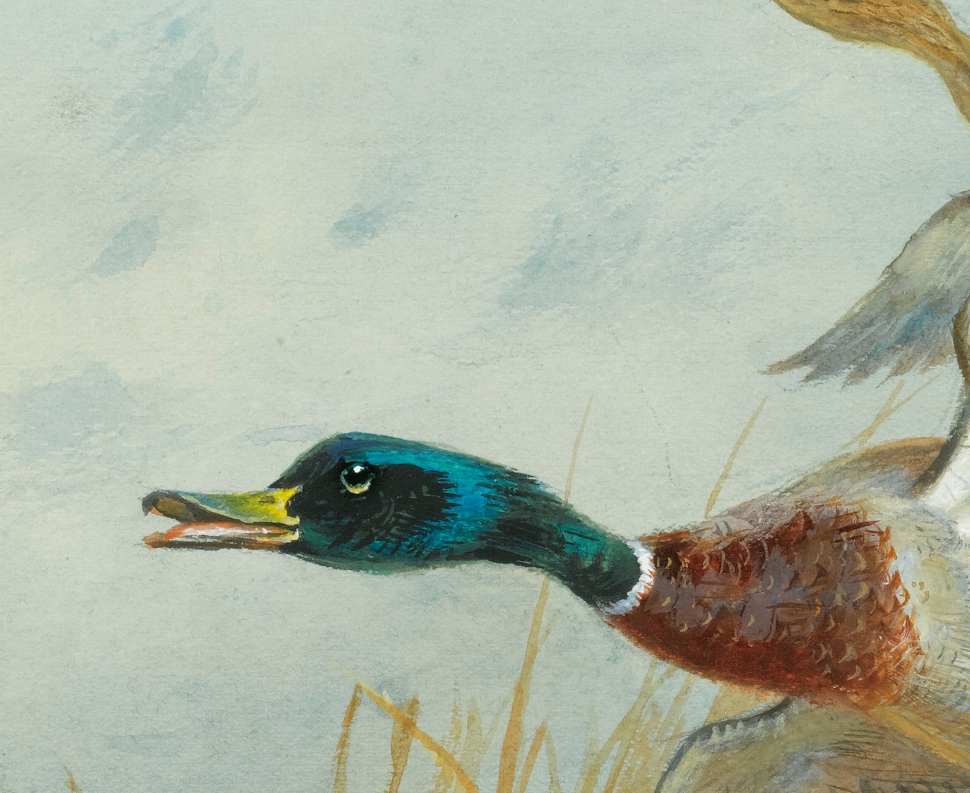 Mallard Rising, Archibald Thorburn, Birds Print
