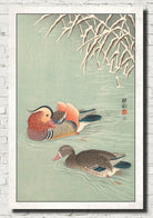 Ohara Koson Japanese Fine Art Print, Mandarin ducks
