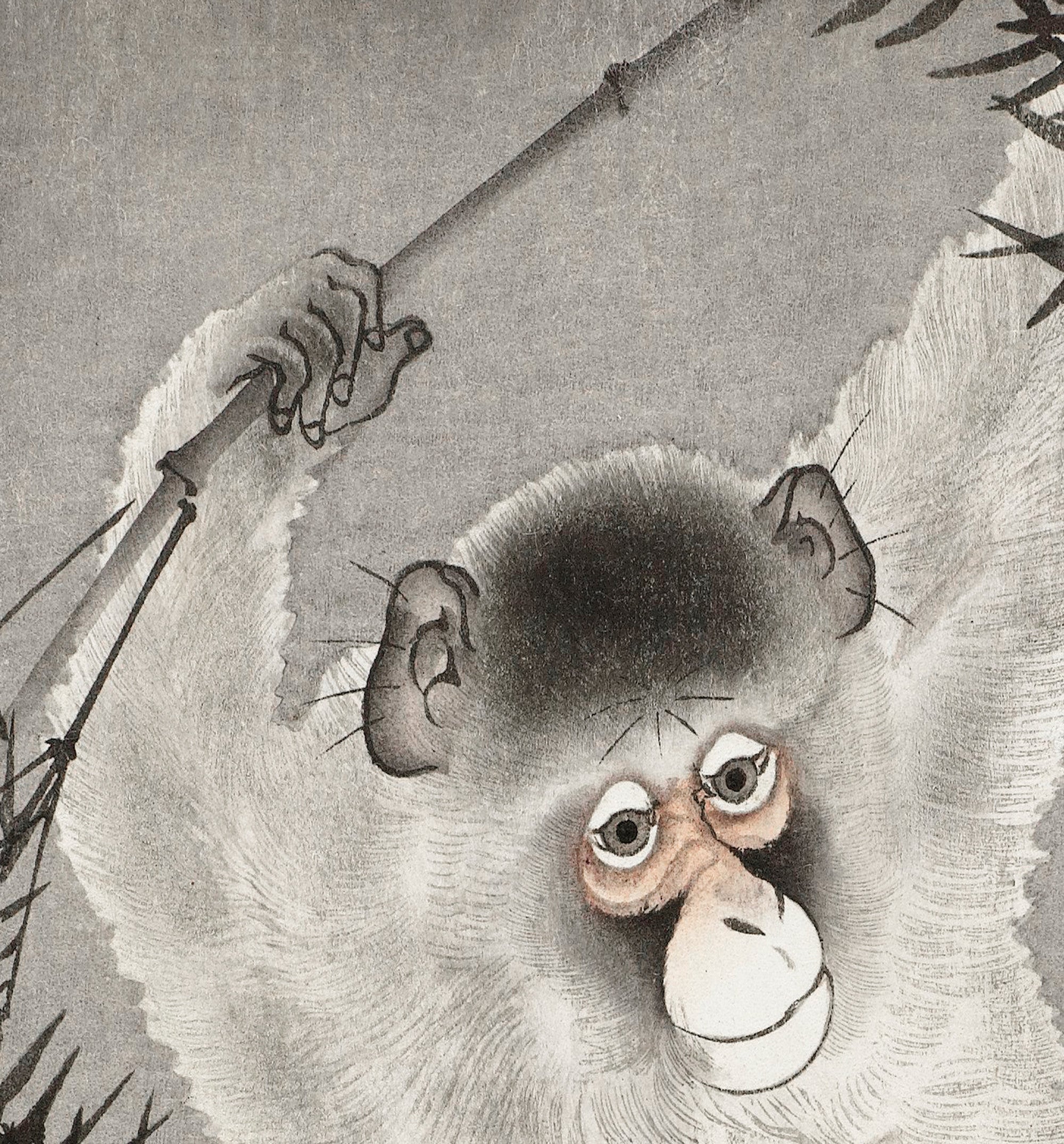 Monkey Hanging from Bamboo Japanese Fine Art Print, Ohara Koson - GalleryThane.com