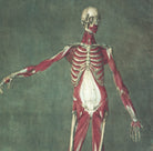 Jacques Gautier d'Agoty Fine Art Print, Muscles