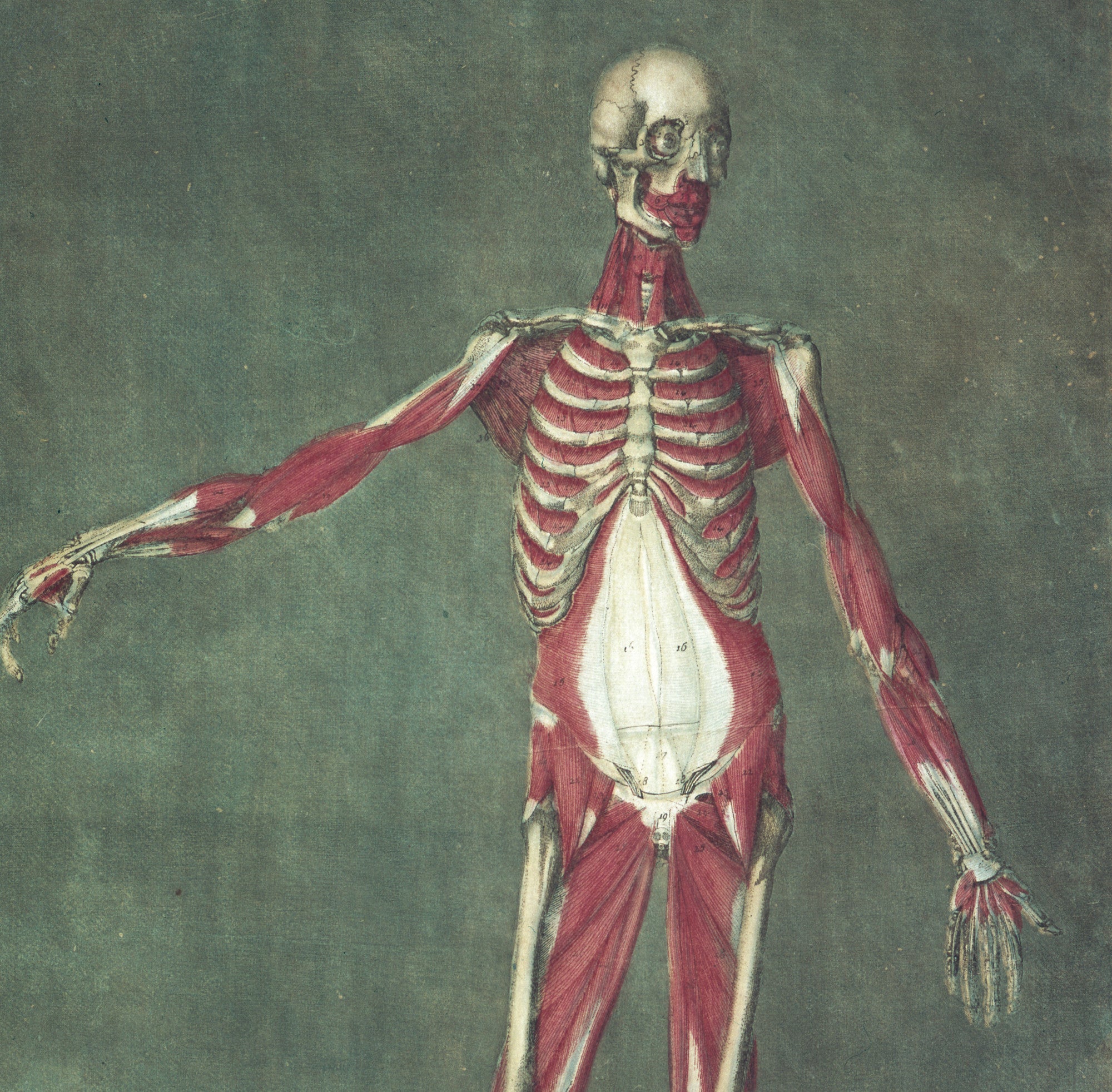 Jacques Gautier d'Agoty Fine Art Print, Muscles