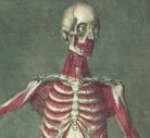 Jacques Gautier d'Agoty Fine Art Print, Muscles