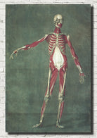 Jacques Gautier d'Agoty Fine Art Print, Muscles