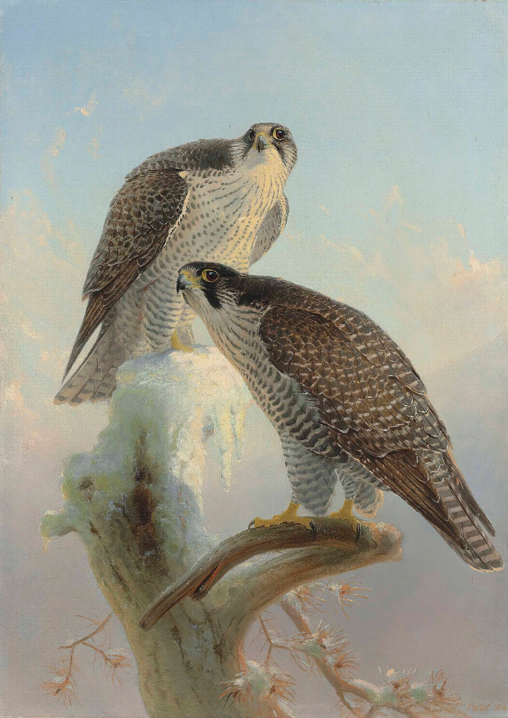 Norwegian Gryfalcon, Joseph Wolf Print
