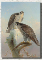 Norwegian Gryfalcon, Joseph Wolf Print