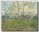 Vincent Van Gogh Fine Art Print, Orchard with Blossoming Apricot Trees