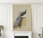 Peacock, Archibald Thorburn, Birds Print