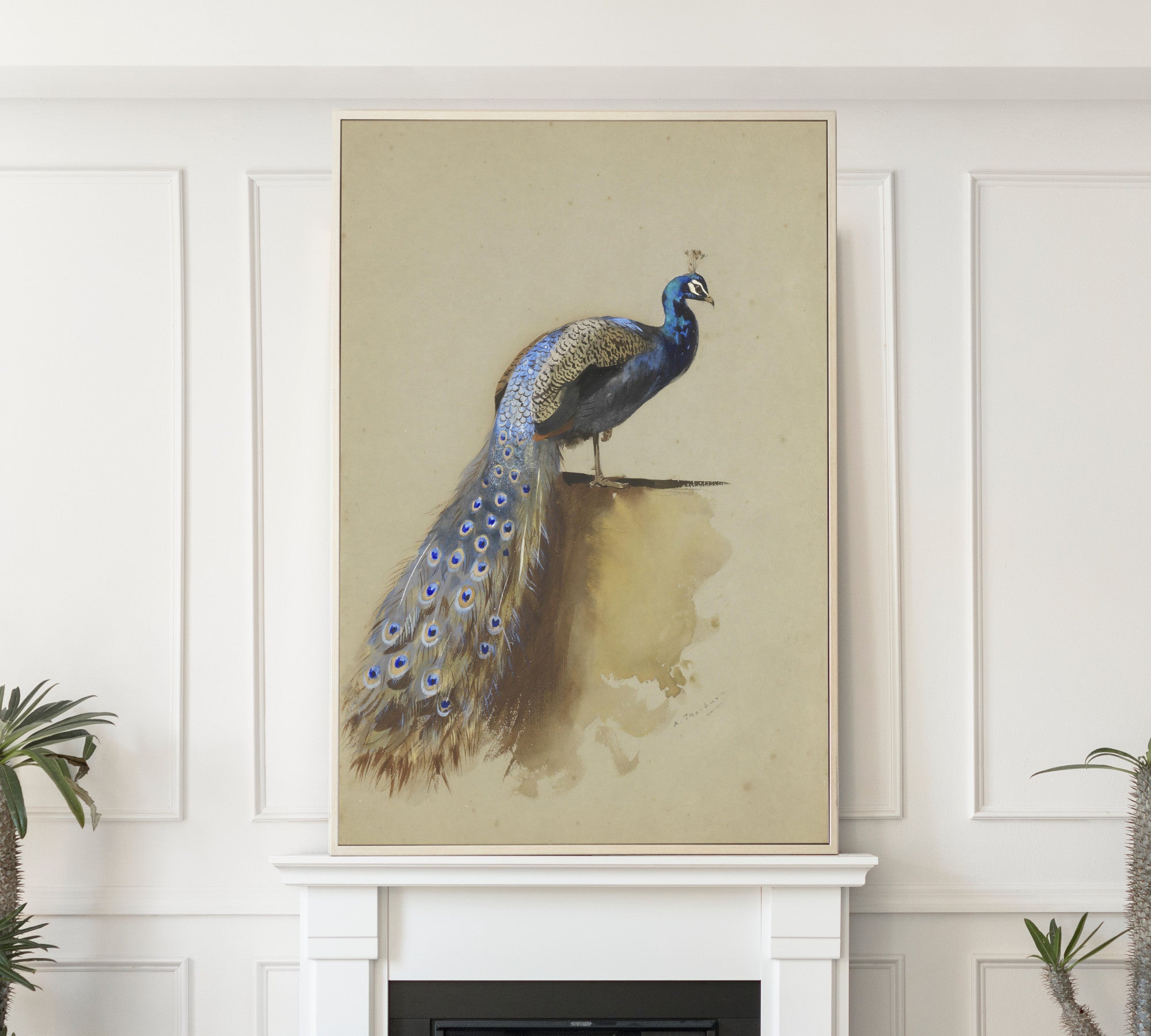 Peacock, Archibald Thorburn, Birds Print