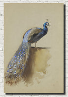 Peacock, Archibald Thorburn, Birds Print