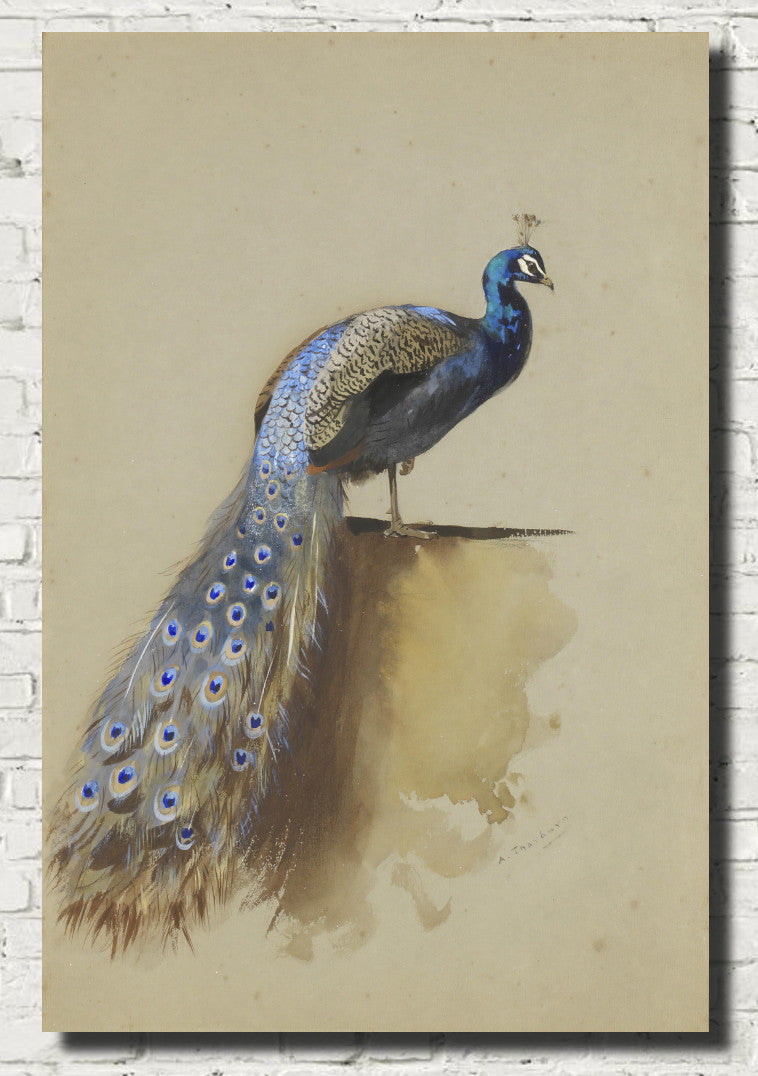 Peacock, Archibald Thorburn, Birds Print