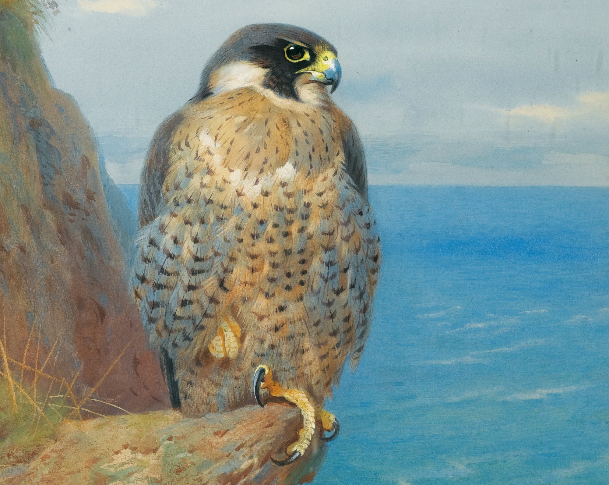 Peregrine At Auchencairn, Archibald Thorburn, Birds Print