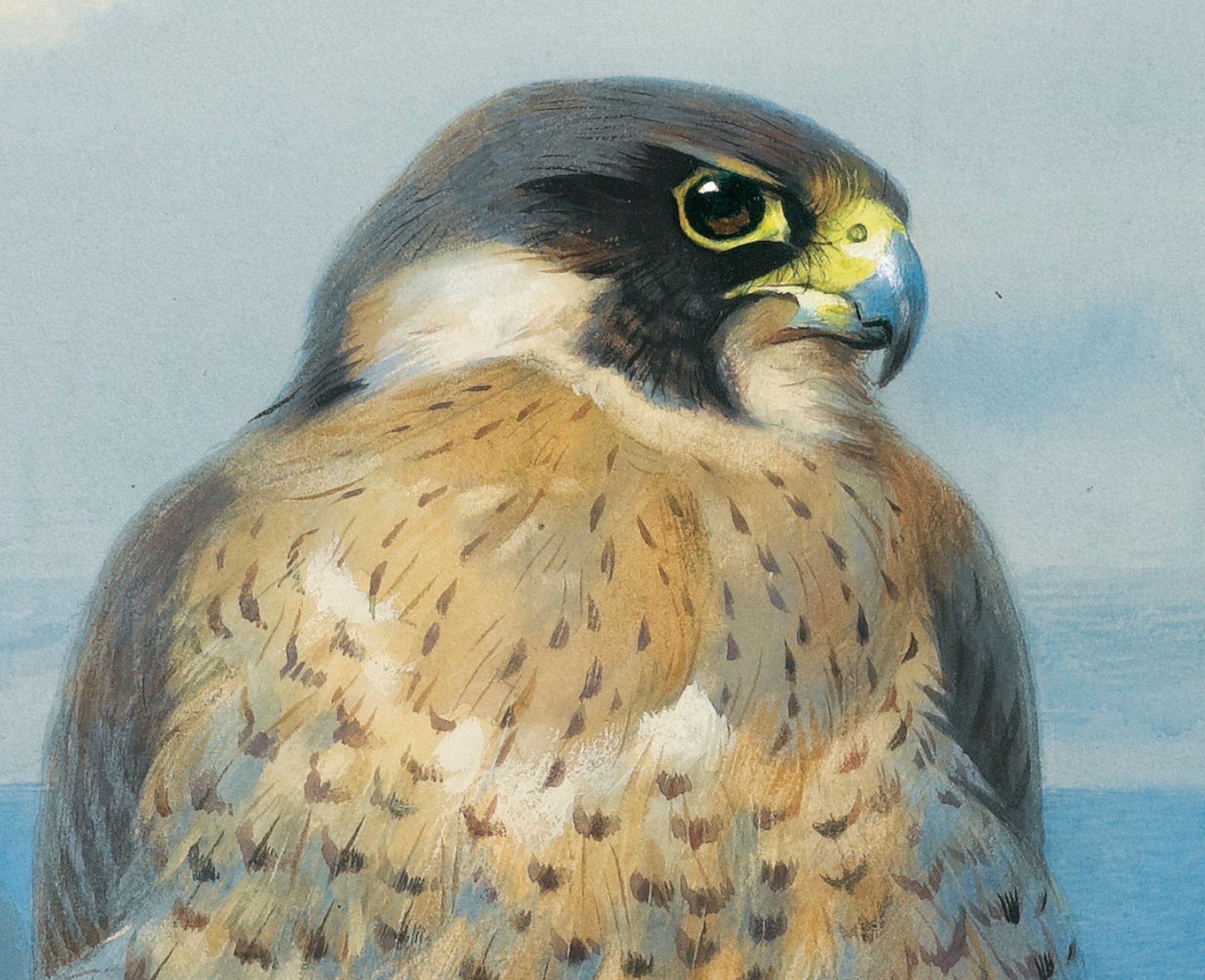 Peregrine At Auchencairn, Archibald Thorburn, Birds Print