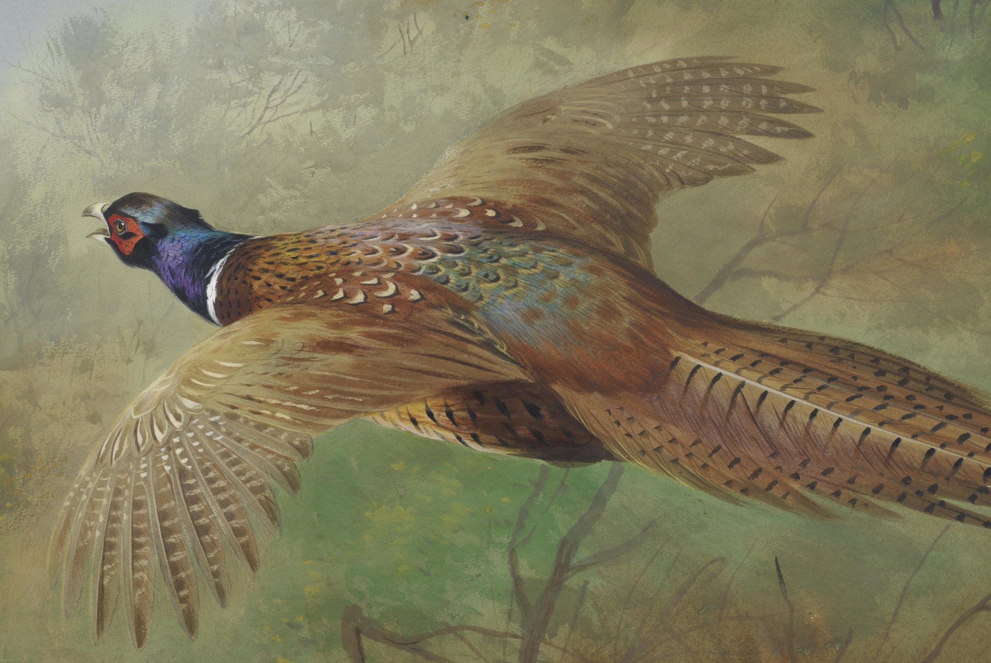 Pheasant In Flight, Archibald Thorburn, Birds Print