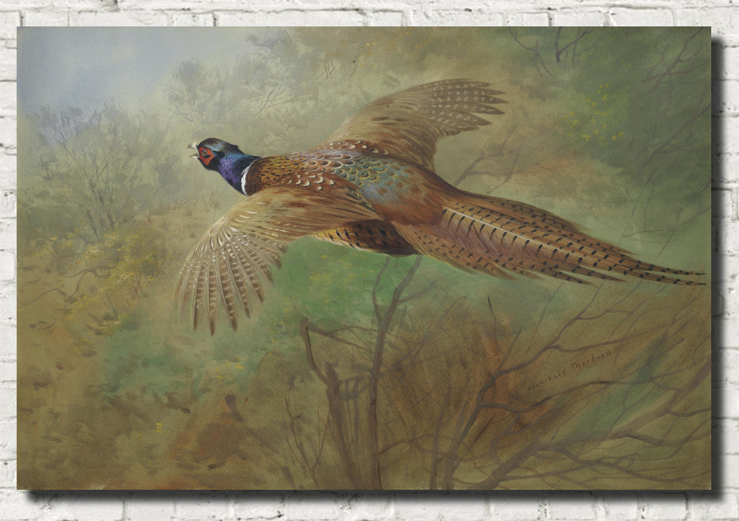 Pheasant In Flight, Archibald Thorburn, Birds Print