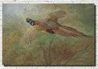 Pheasant In Flight, Archibald Thorburn, Birds Print