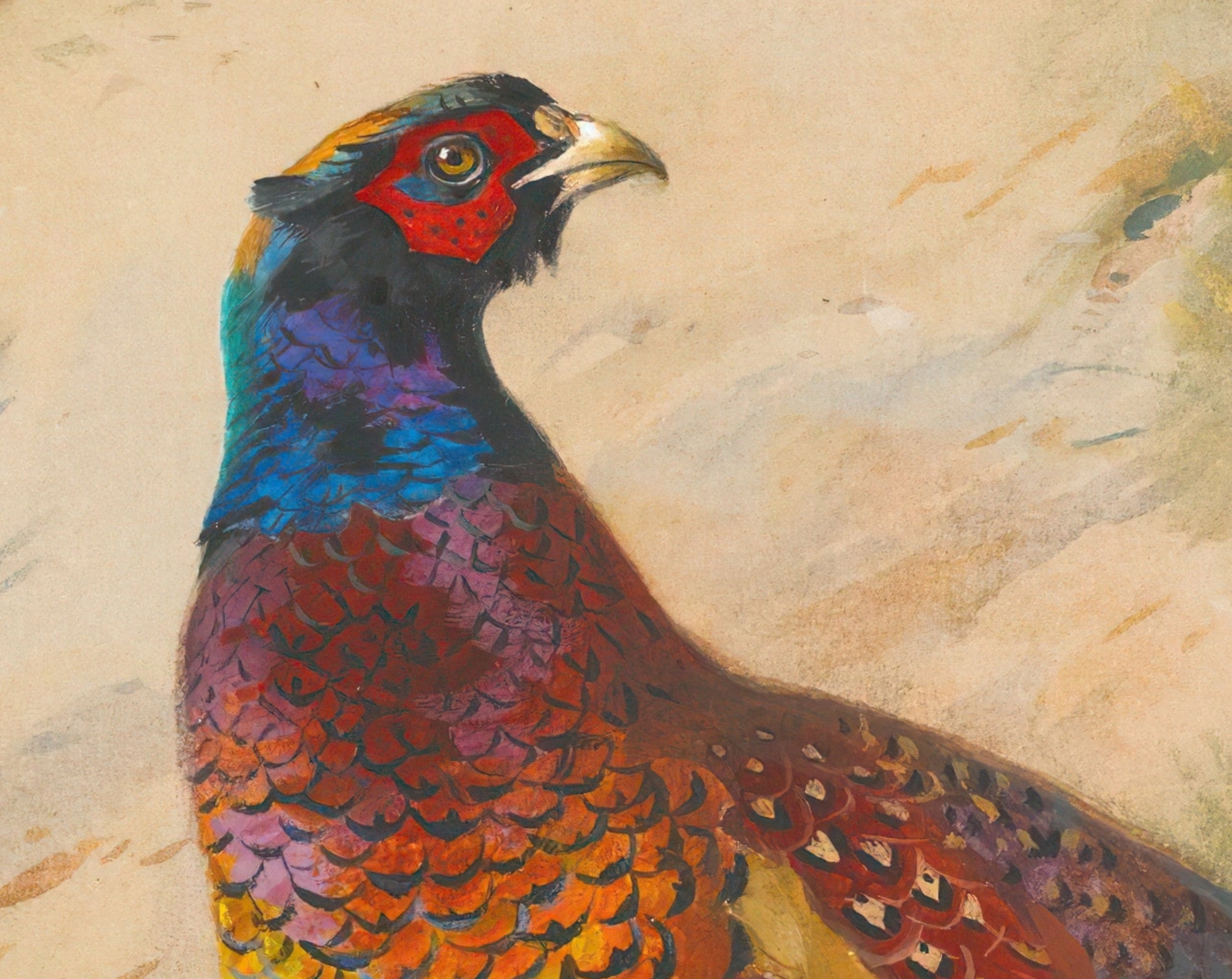 Pheasant, Archibald Thorburn, Birds Print