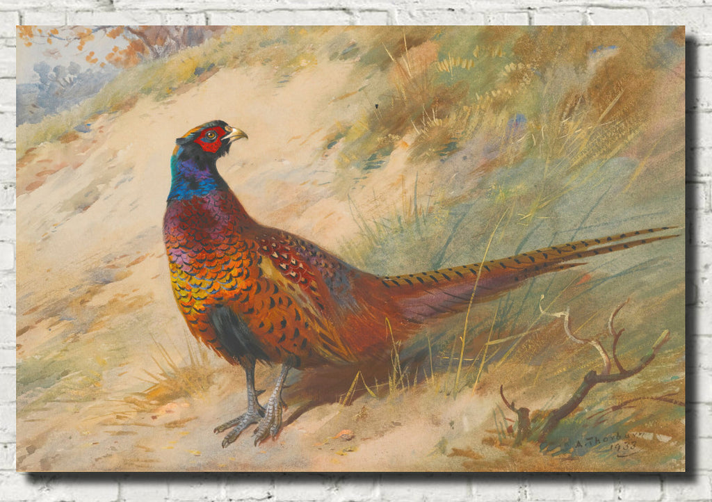 Pheasant, Archibald Thorburn, Birds Print