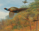 Pheasants Breaking Out Of Cover, Archibald Thorburn, Birds Print