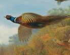 Pheasants Breaking Out Of Cover, Archibald Thorburn, Birds Print