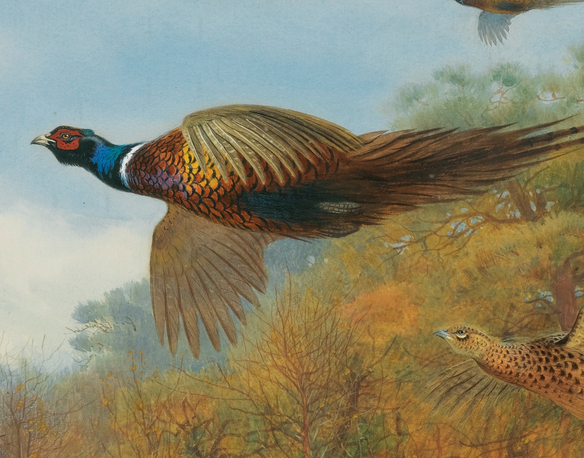 Pheasants Breaking Out Of Cover, Archibald Thorburn, Birds Print