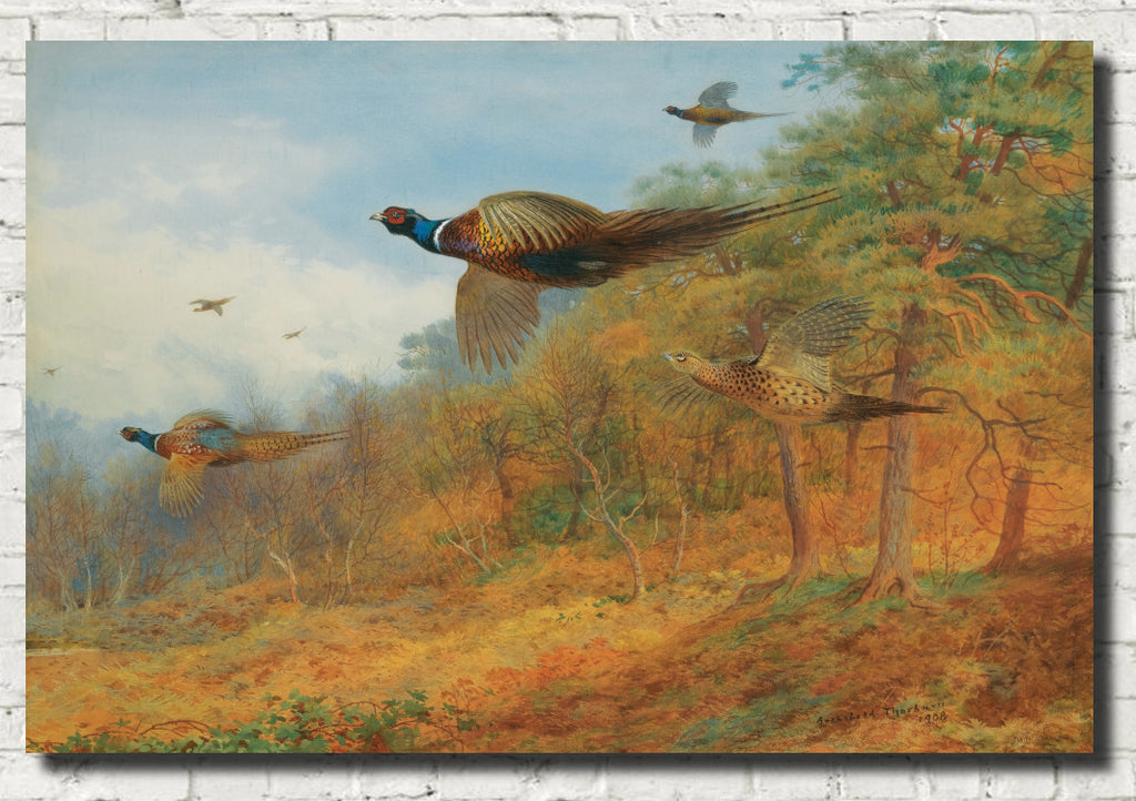 Pheasants Breaking Out Of Cover, Archibald Thorburn, Birds Print