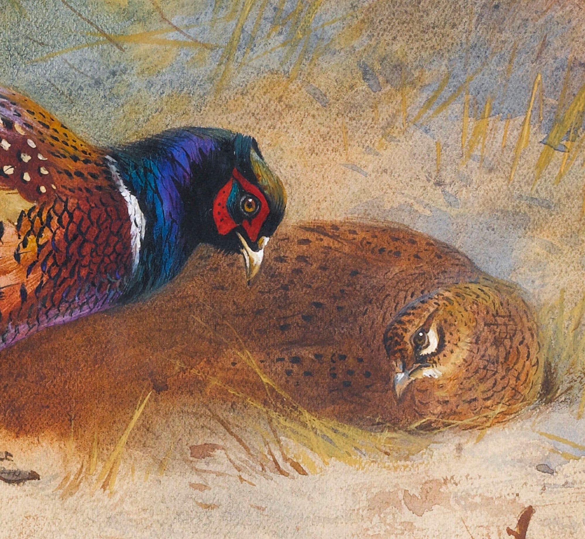 Pheasants, Archibald Thorburn, Birds Print