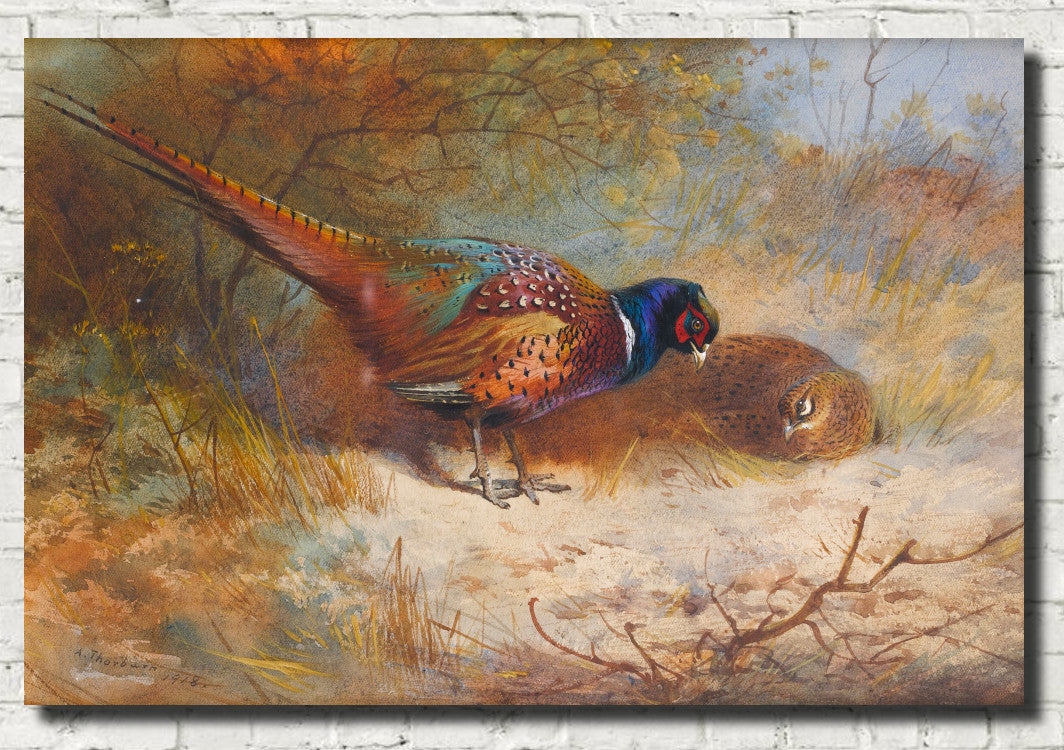 Pheasants, Archibald Thorburn, Birds Print
