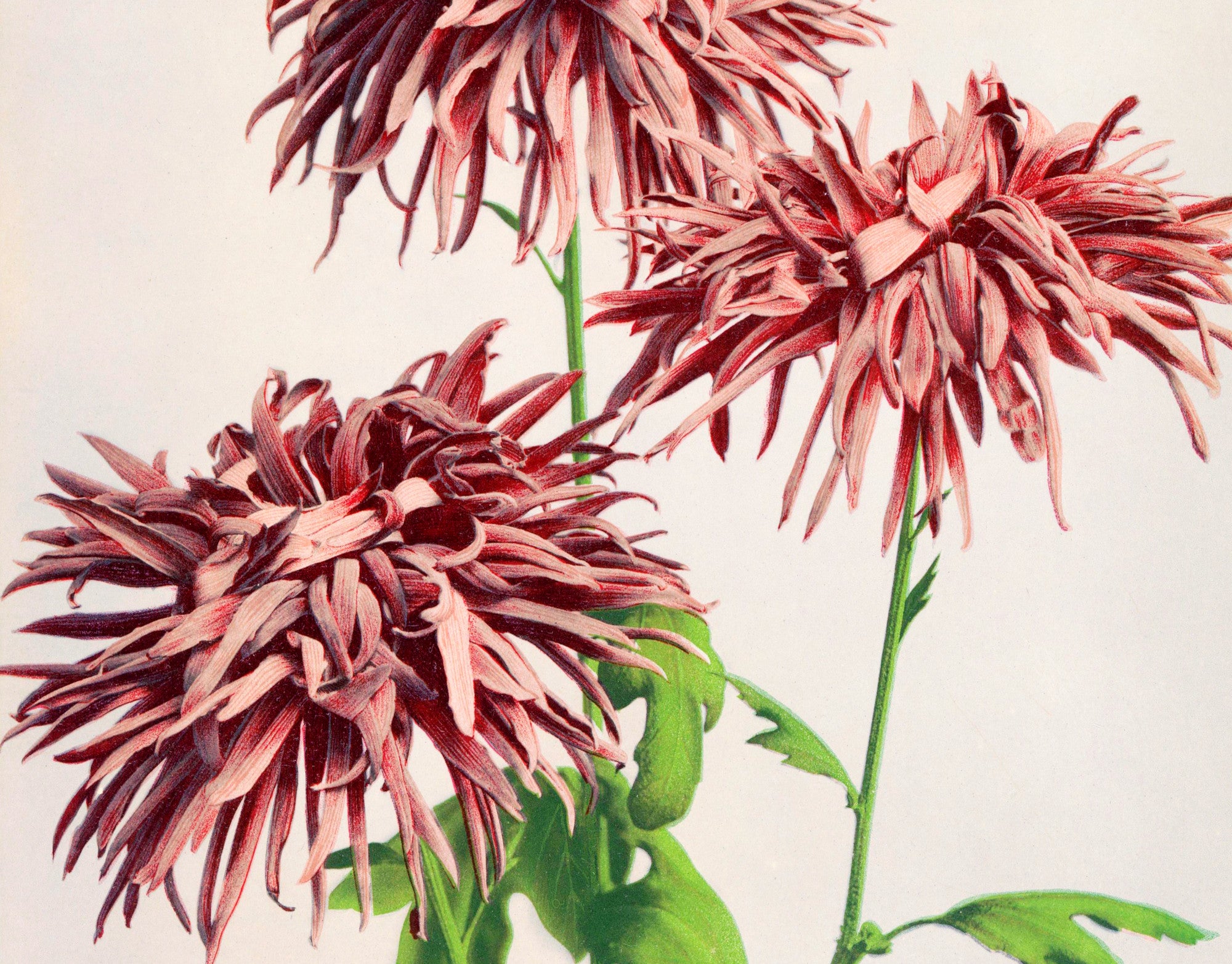 Ogawa Kazumasa Botanical Art Print, Pink Chrysanthemum