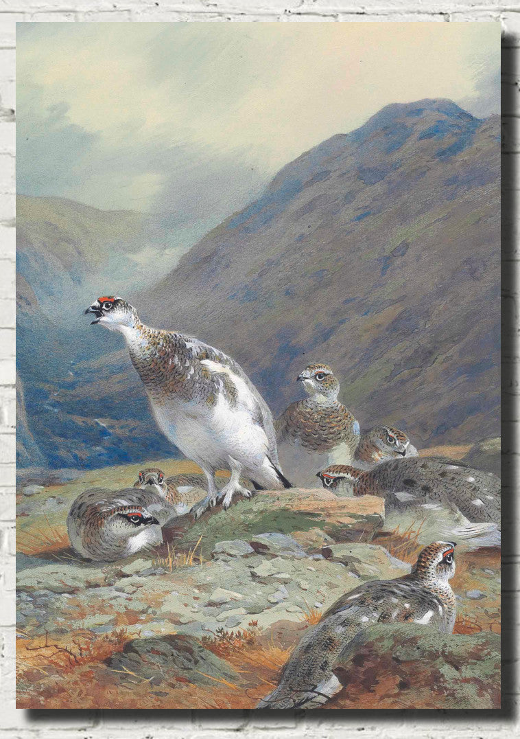 Ptarmigan in mid-plumage on a rocky outcrop above a glen, Archibald Thorburn, Birds Print