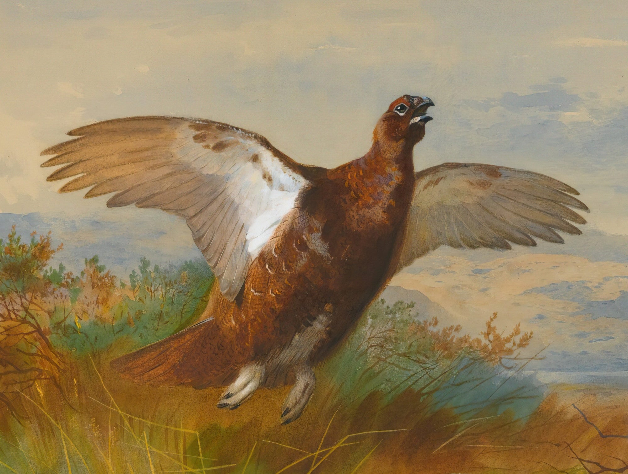 Red Grouse In Flight, Archibald Thorburn, Birds Print