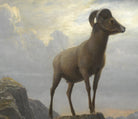 Study Of A Bighorn Ram, Albert Bierstadt Print