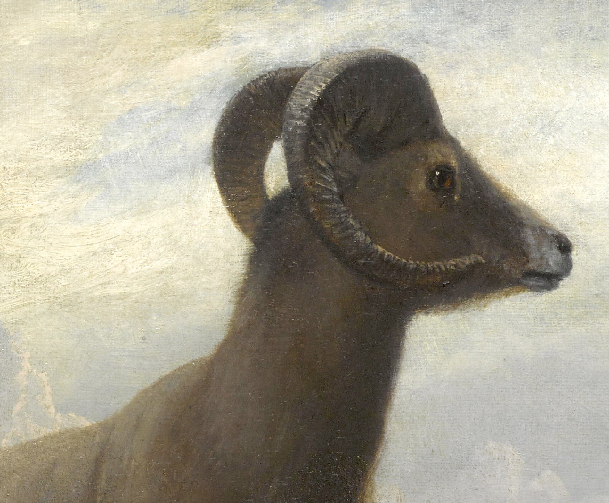 Study Of A Bighorn Ram, Albert Bierstadt Print