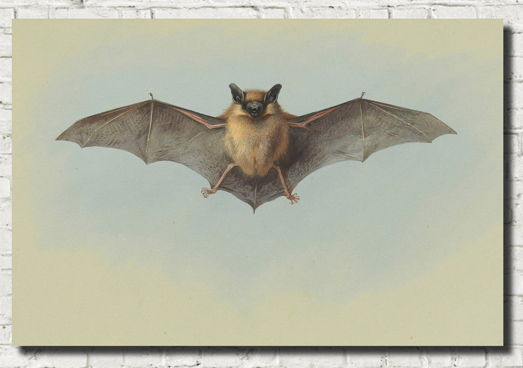 Pipistrelle Bat, Archibald Thorburn, Wildlife Print