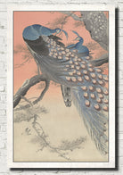 Ohara Koson Japanese Fine Art Print, Two peacocks on tree branch