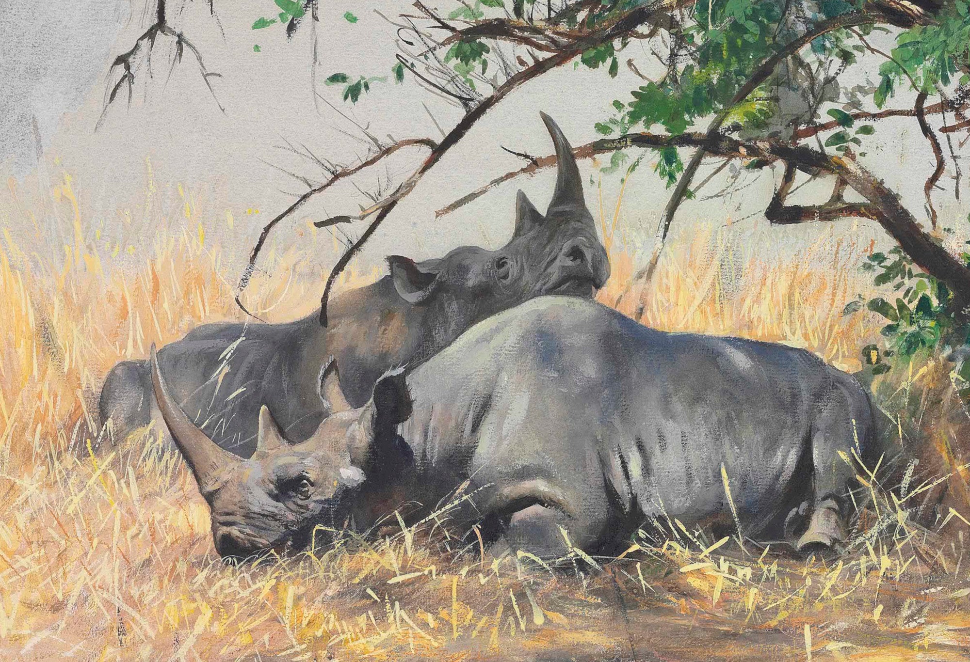 Friedrich Wilhelm Kuhnert Fine Art Print, Two Rhinoceros Resting