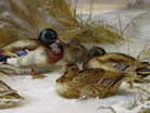 Winter Landscape With Mallard Duck, Archibald Thorburn, Birds Print