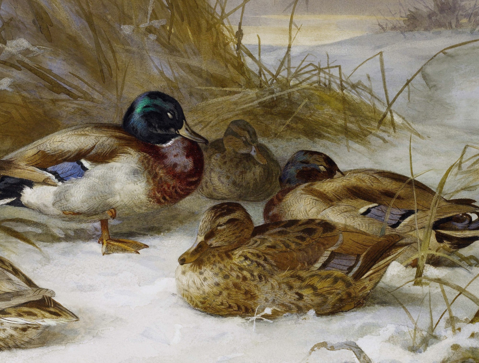 Winter Landscape With Mallard Duck, Archibald Thorburn, Birds Print