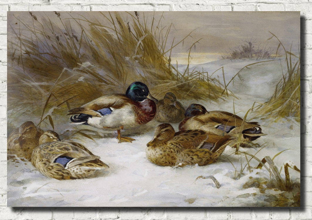 Winter Landscape With Mallard Duck, Archibald Thorburn, Birds Print