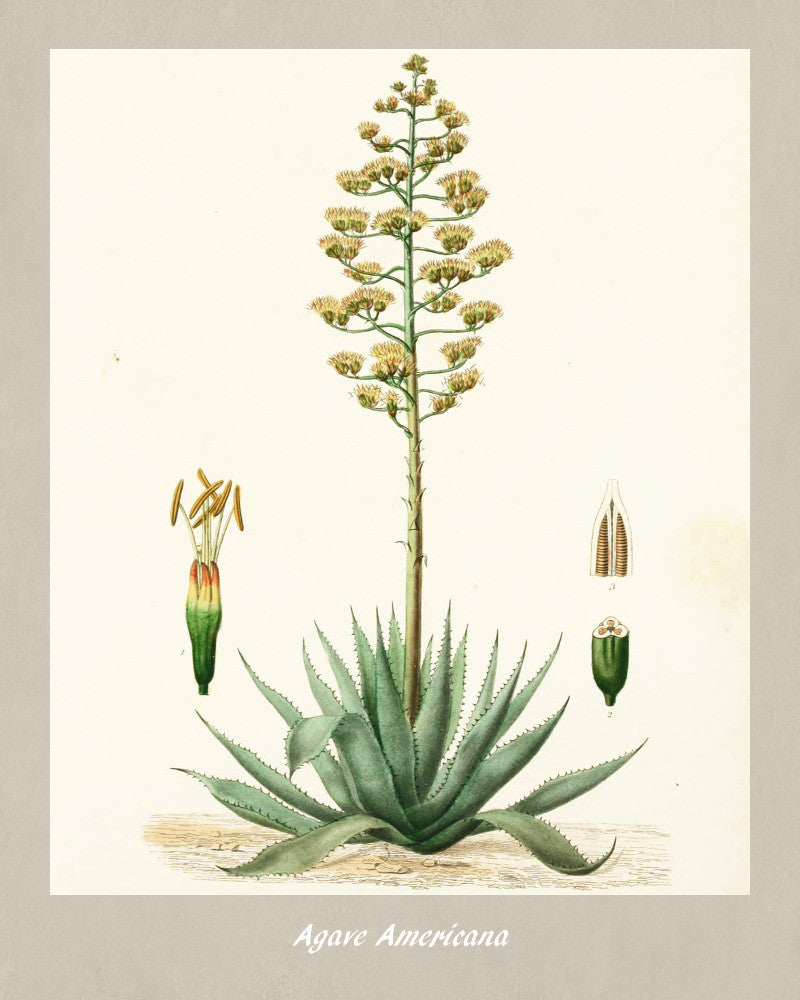 Agave Print Vintage Botanical Illustration Poster Art - OnTrendAndFab