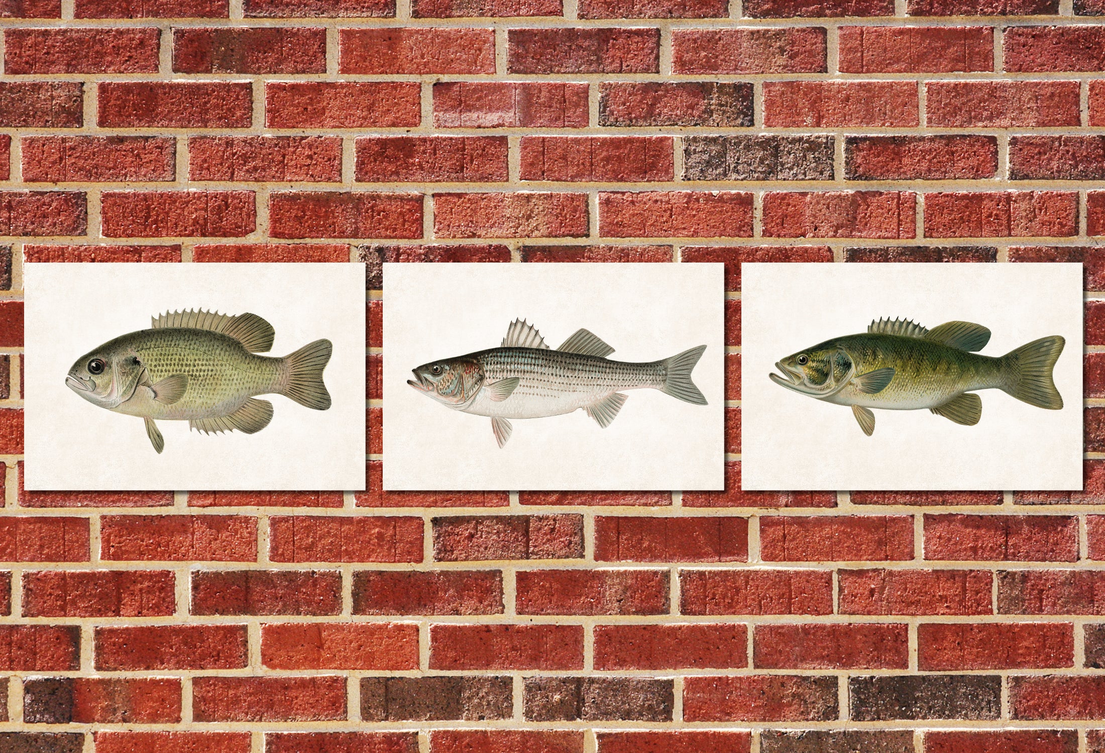 Bass Fishing Prints Set 3 Angling Wall Art 0597