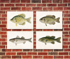 Bass Fishing Prints Set 4 Angling Wall Art 0596