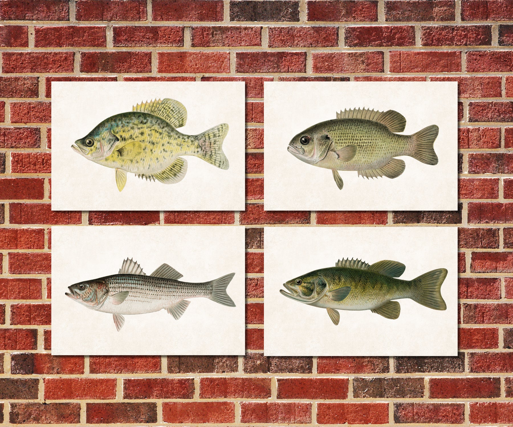 Bass Fishing Prints Set 4 Angling Wall Art 0596