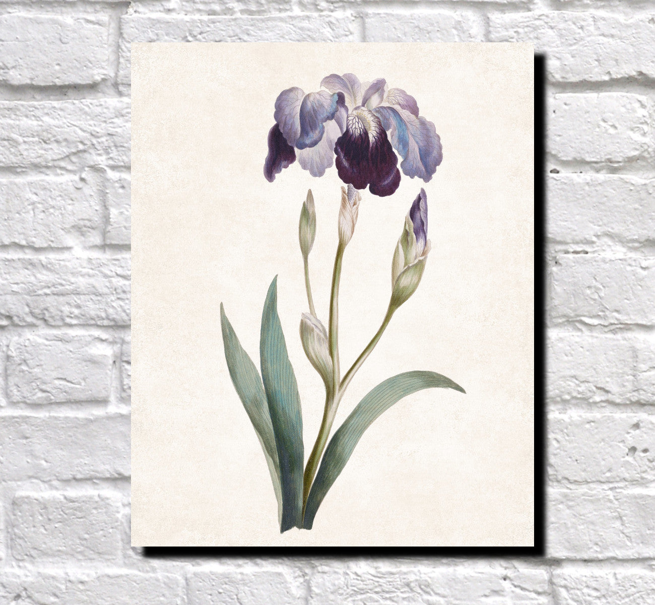 Iris Germanica Print Vintage Book Plate Art Botanical Illustration
