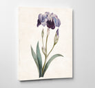 Iris Germanica Print Vintage Book Plate Art Botanical Illustration