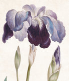 Iris Germanica Print Vintage Book Plate Art Botanical Illustration